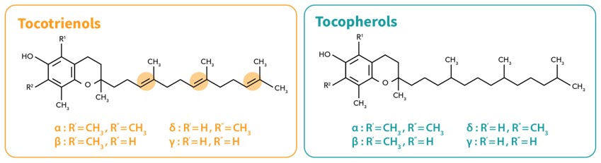 Forme ale Vitaminei E: Tocoferol și Tocotrienol