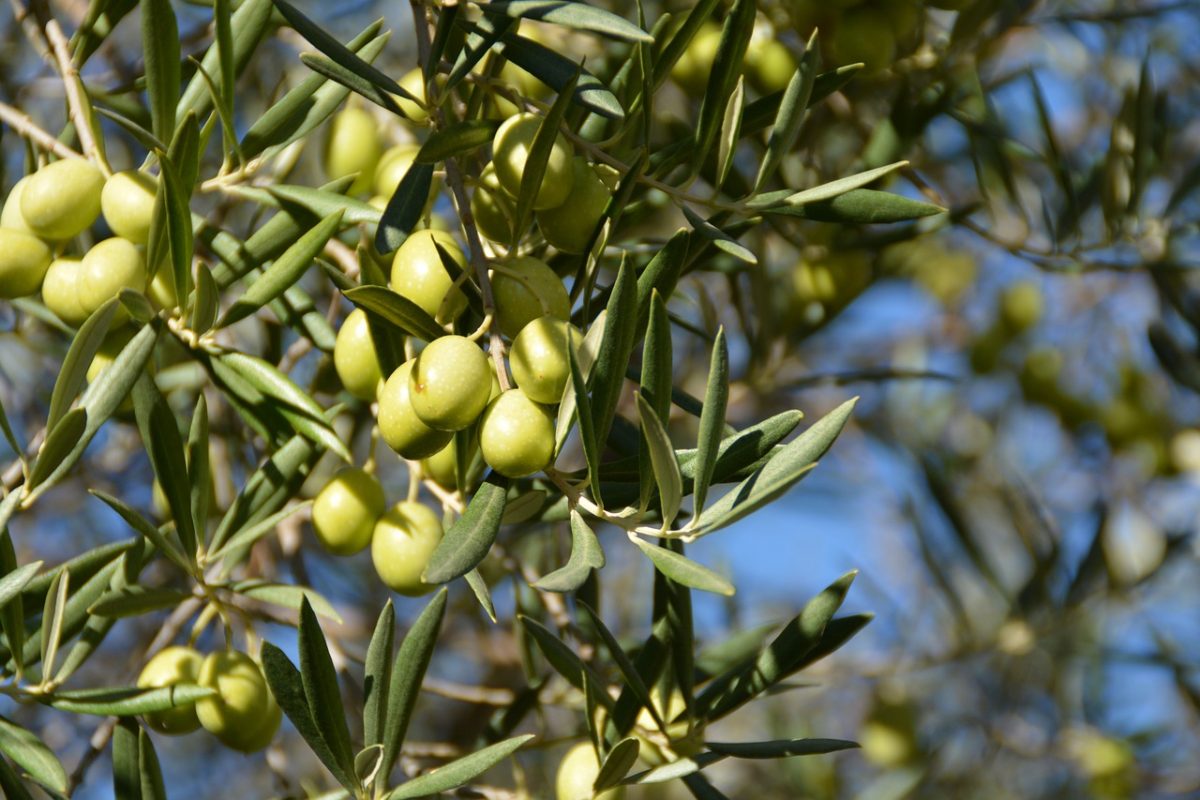 Arbore de măslin Olea europaea în natură