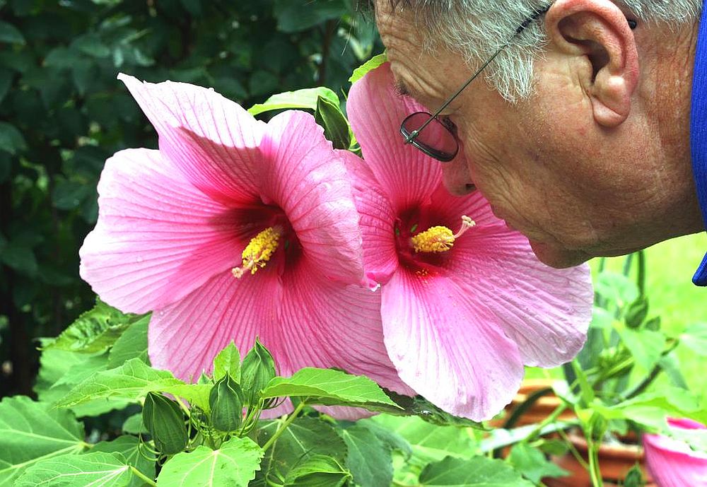 Plantă de hibiscus înflorită.